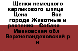 Щенки немецкого карликового шпица › Цена ­ 20 000 - Все города Животные и растения » Собаки   . Ивановская обл.,Верхнеландеховский р-н